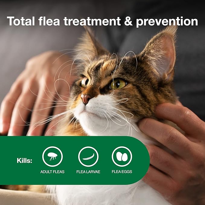 2 pack flea protection advantage large cat