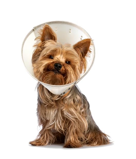 Dog Earth-Collar, Fully Recyclable, Compostable, Reusable Cone for Dogs After Surgery, Adjustable E-Collar, Small (5.75 to 9.5 inches)