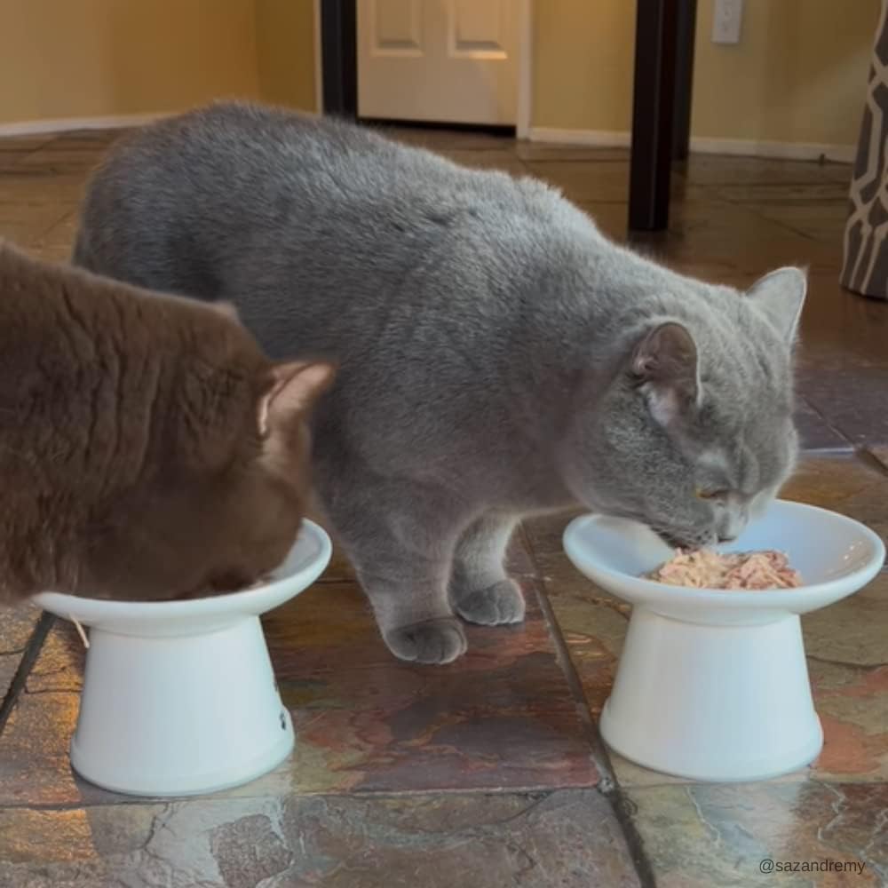 Rawz shredded chicken and pumpkin recipe 5.5 oz canned cat food