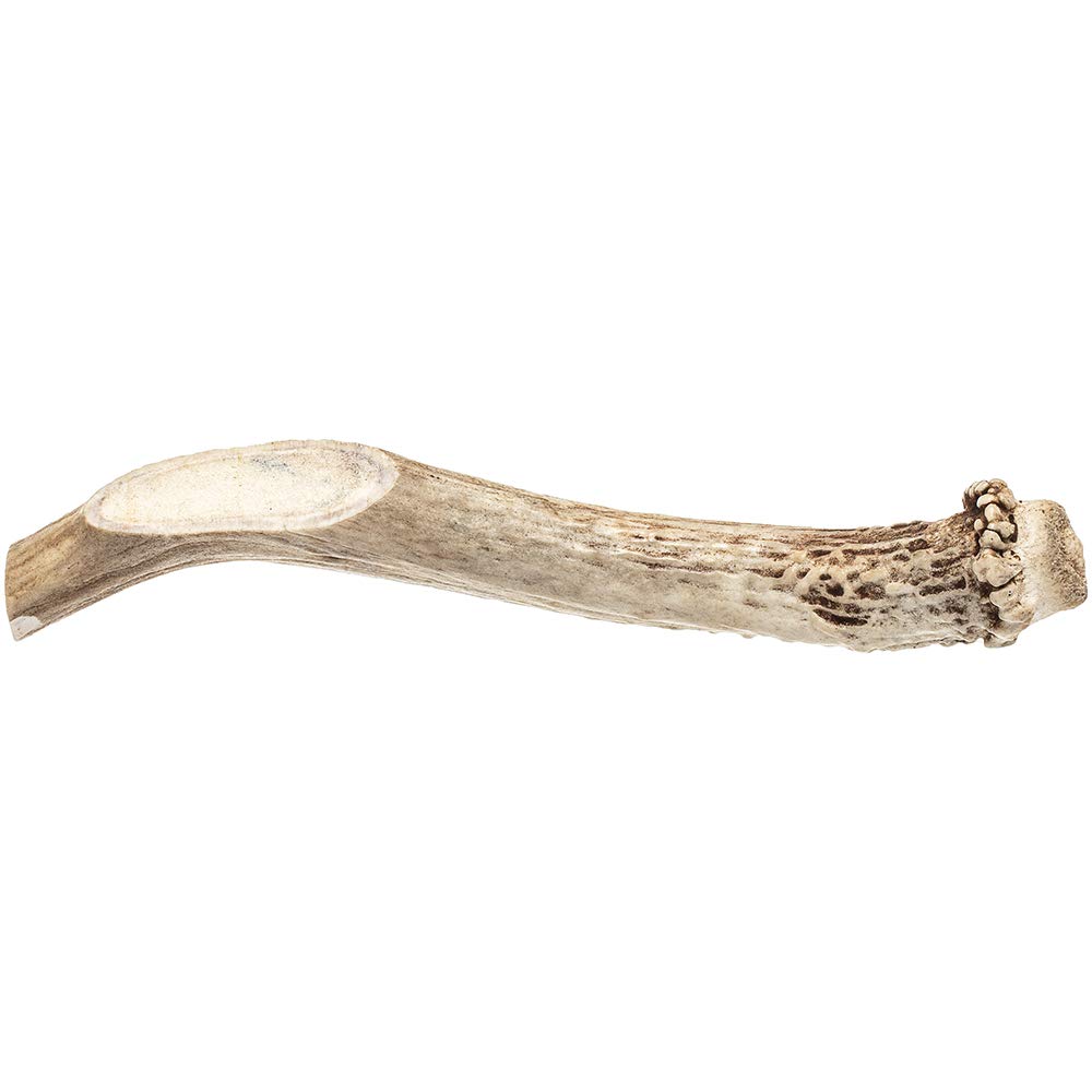 Redbarn Whole Deer Antler X-Large for Dogs