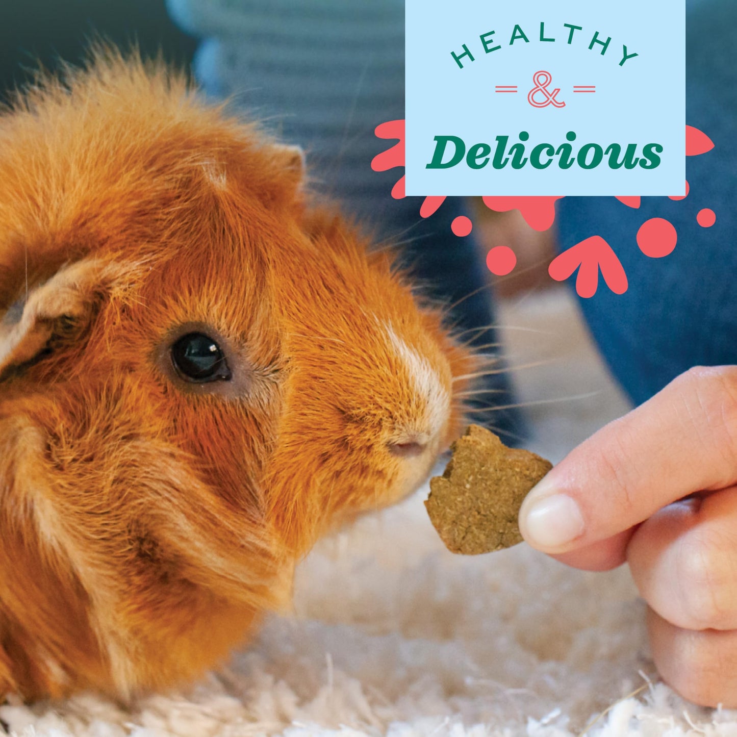 Oxbow Simple Rewards Baked Treats with Apples and Baas for Rabbits, Guinea Pigs, Chinchillas, and Small Pets 3 Ounce (Pack of 1)