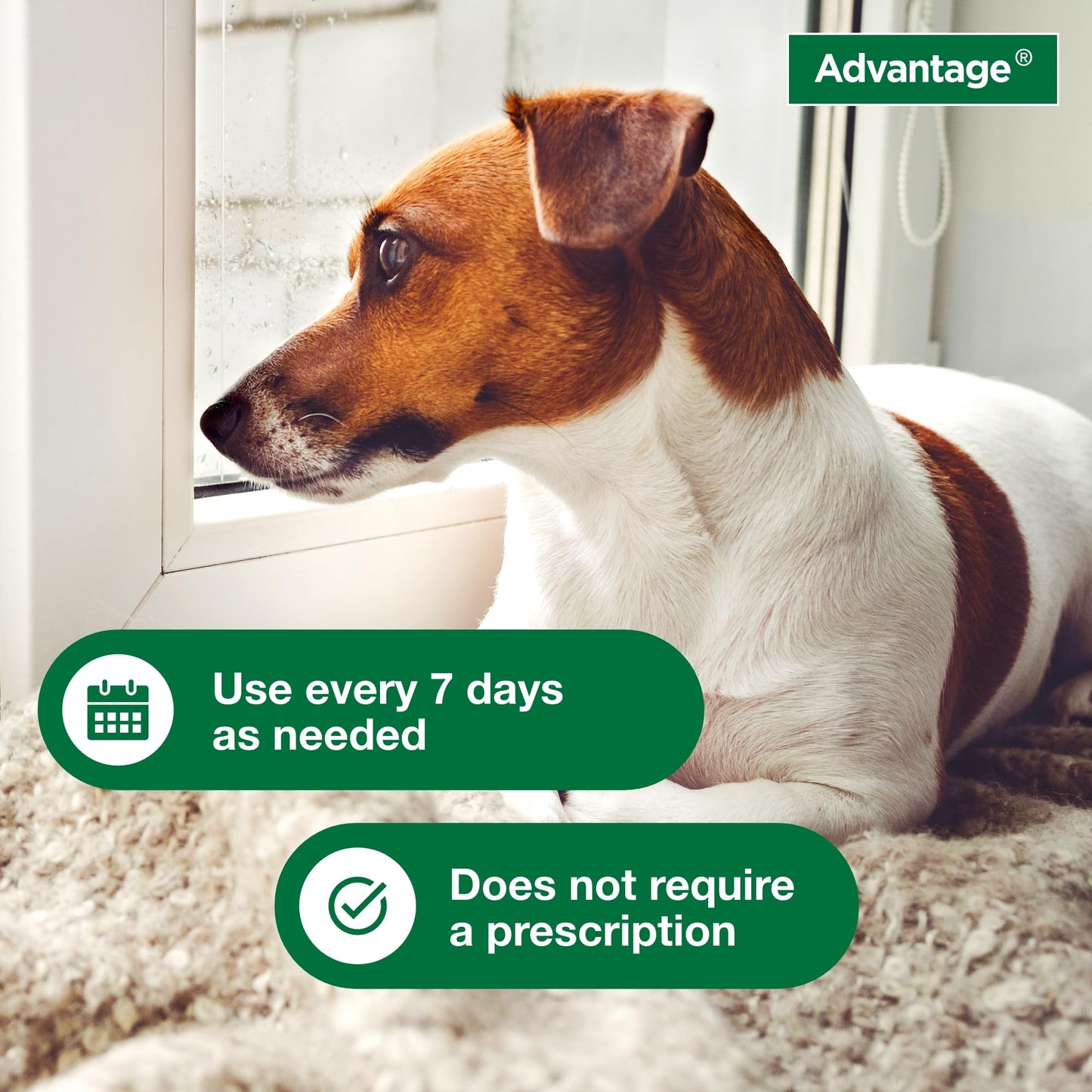 Advantage Dog Flea & Tick Shampoo For Puppies & Adult Dogs | Kills Fleas & Ticks | 8 Oz.