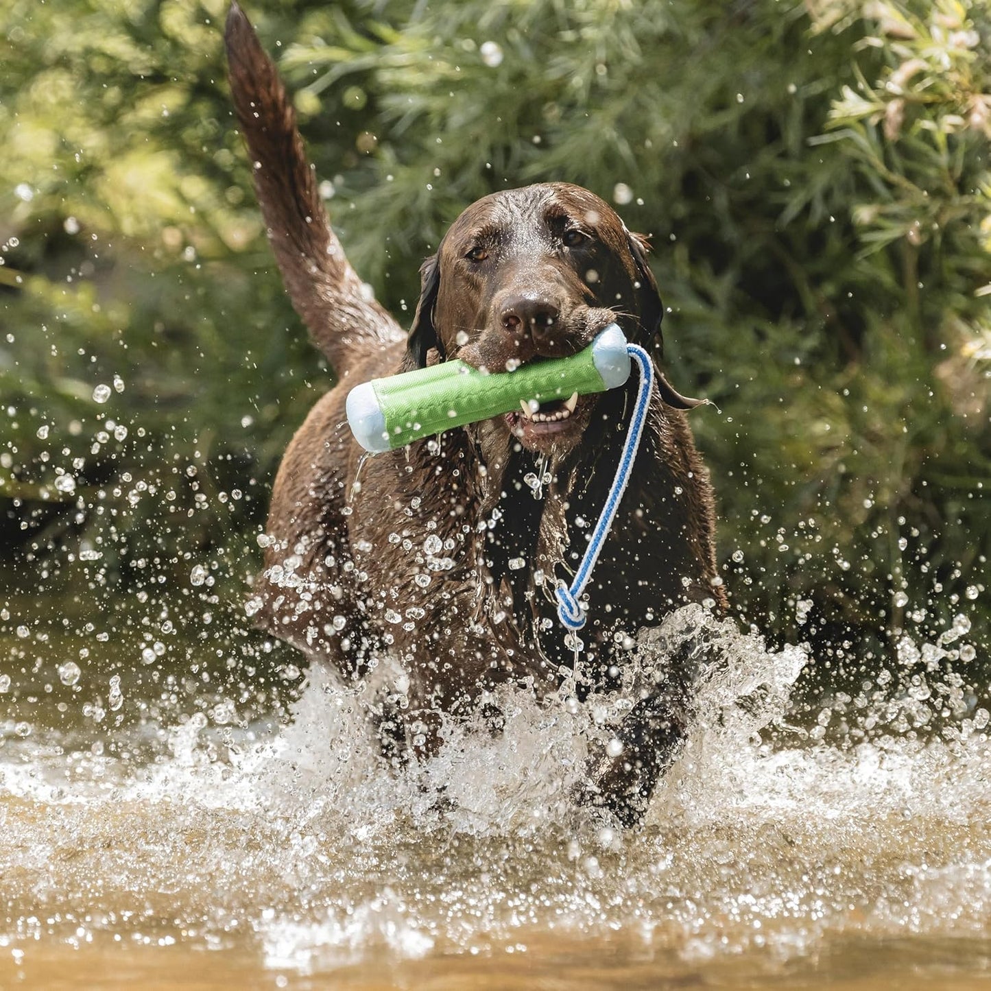 Chuck it amphibious bumper small dog toy