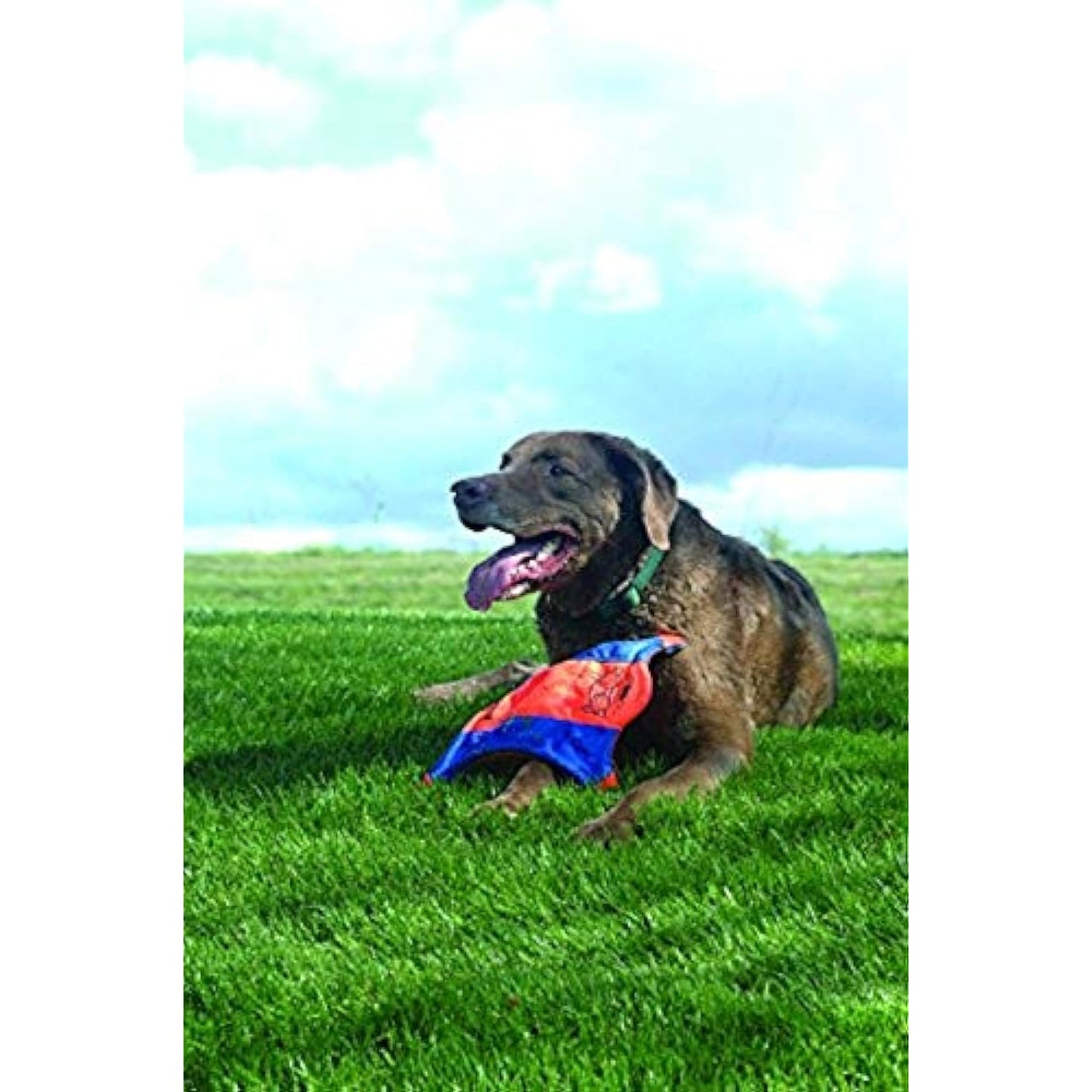 Chuckit! Flying Squirrel Fetch Dog Toy - Size Medium (9.5") - Orange & Blue for Medium Dog Breeds & Fetch Ball Dog Toy (4.75 Inch)