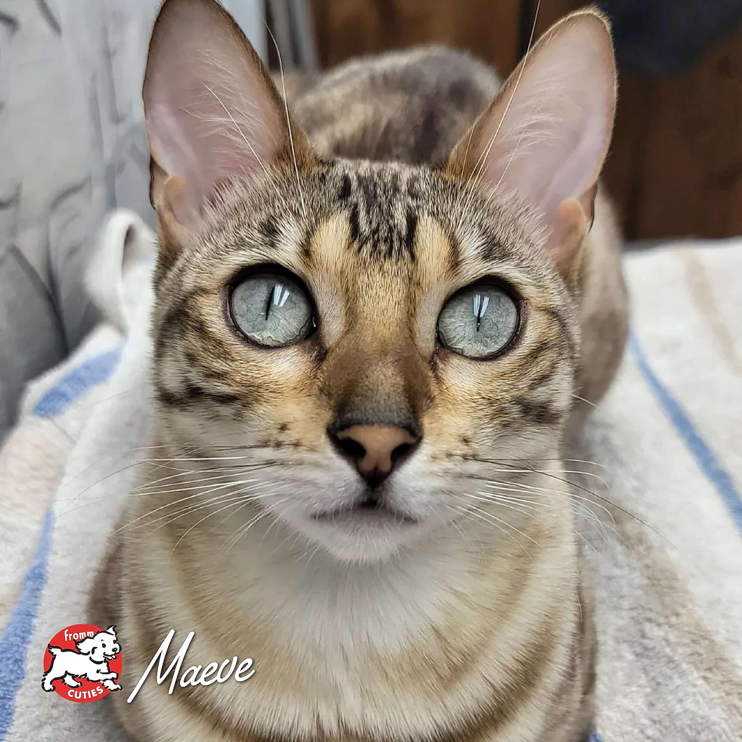 Fromm beef livattini veg recipe dry cat food 4lbs