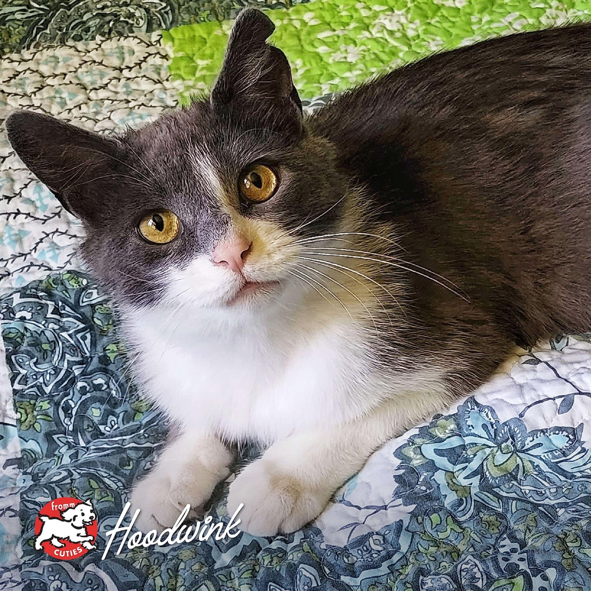 Fromm Four - Star Nutritionals, Grain - Free Salmon Tunachovy Dry Cat Food, 4Lb