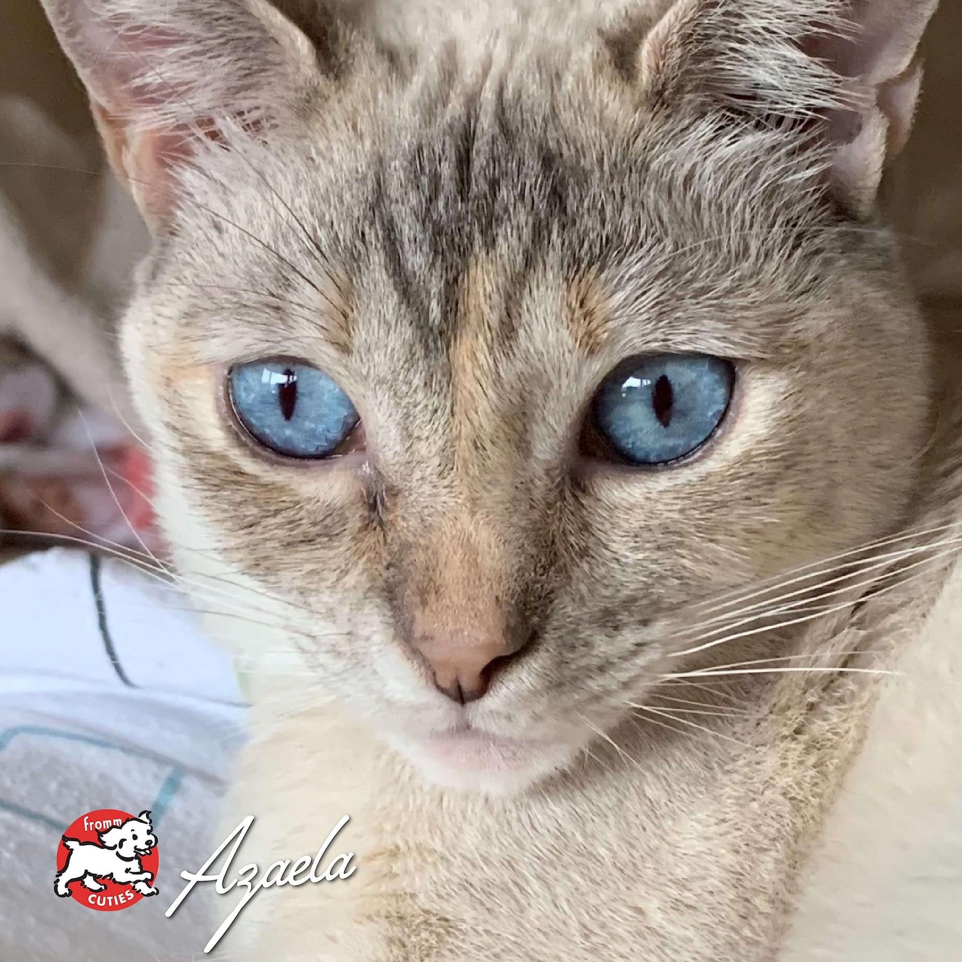 Fromm Four - Star Nutritionals, Grain - Free Salmon Tunachovy Dry Cat Food, 4Lb