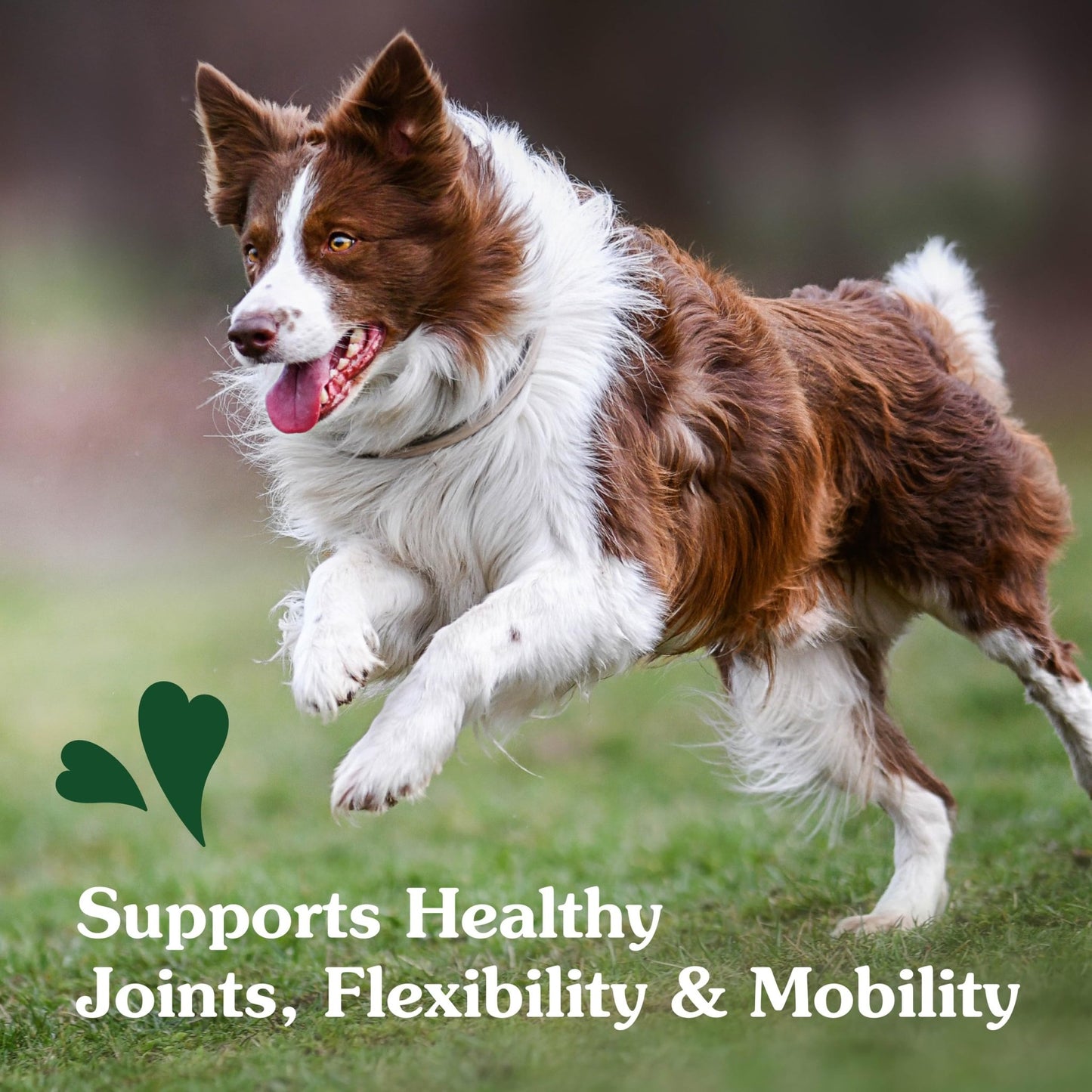 Greenies Supplements Hip and Joint Supplements for Dogs, Chicken Flavor, 6.08 oz., 30 Count Soft Chews Dog Joint Supplements