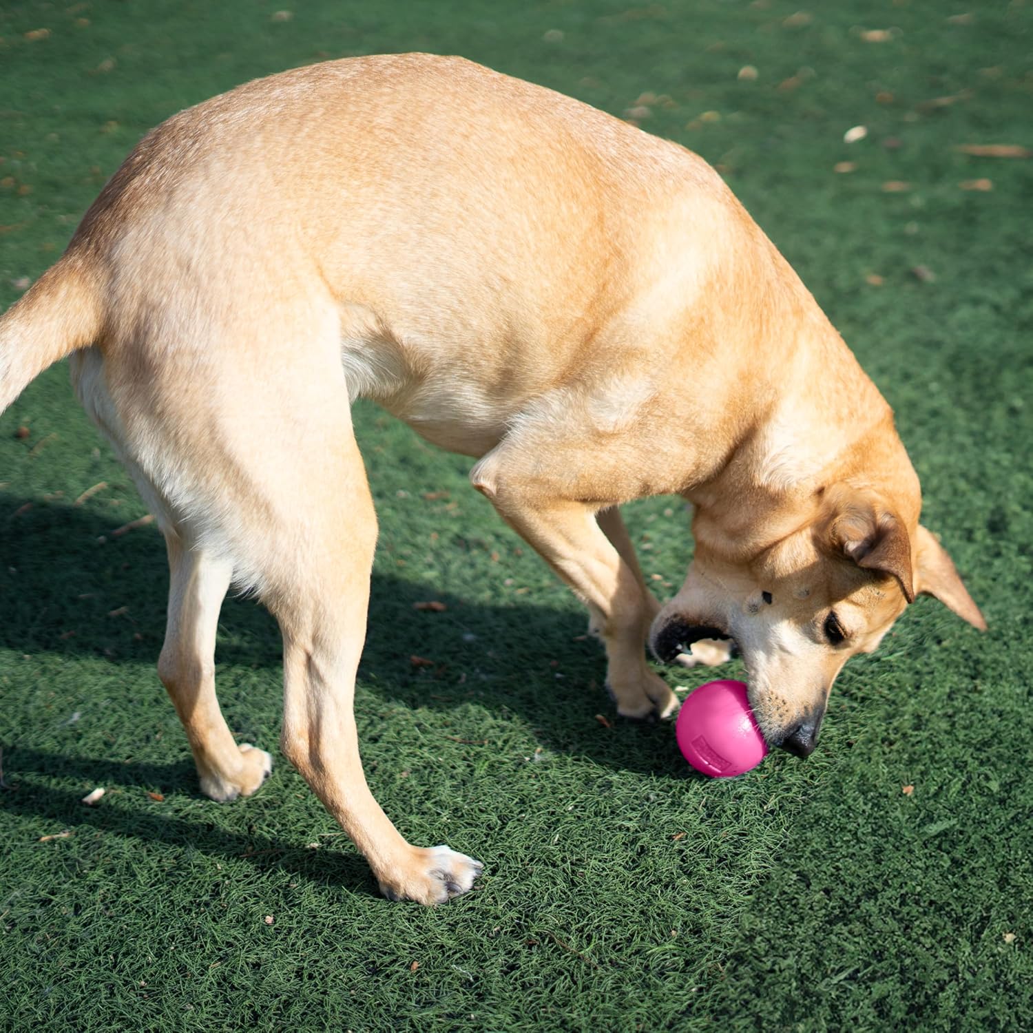 Hound orbee - tuff squeak ball