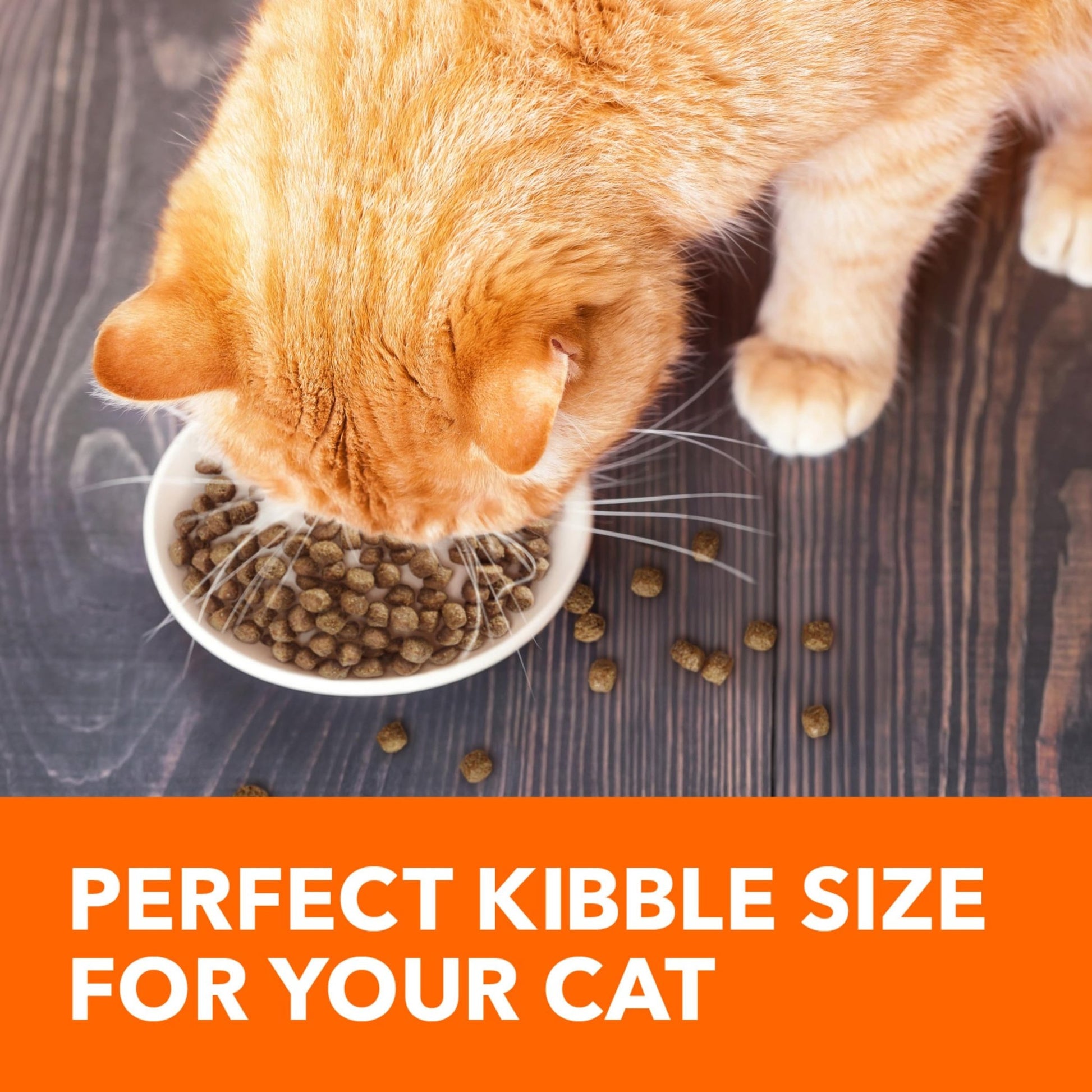 Iams Proactive Health Adult Healthy Dry Cat Food with Salmon – 3.5 lbs