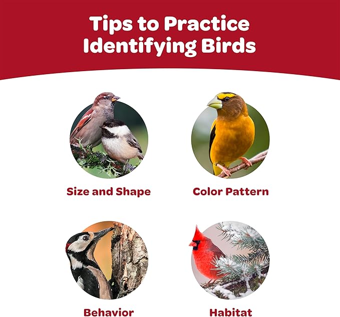 Kaytee sunflower treat bell bird treat