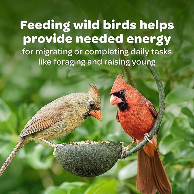 Kaytee sunflower treat bell bird treat