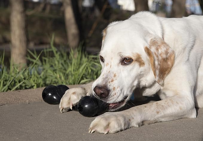 Kong goodie rubber dog bone
