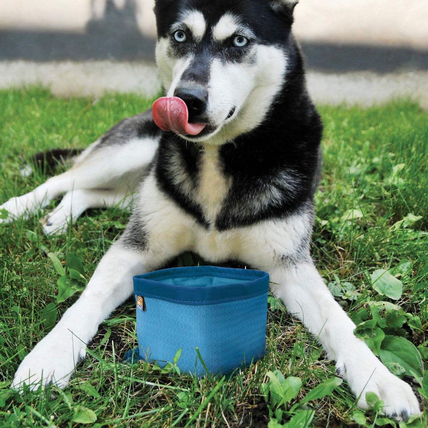 Kurgo Zippy Bowl, Collapsible Travel Dog Bowl, Pet Food & Hiking Water Bowl, Machine Washable Bowl For Dogs, Travel Accessories For Pets, Bpa Free, Carabiner ,Blue