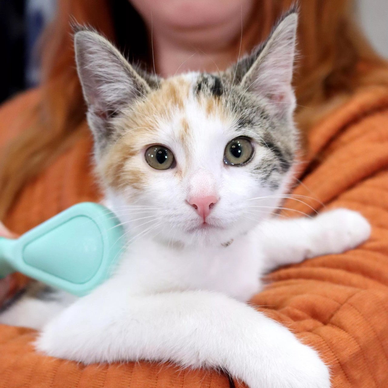 Li'l Pals Kitten Bristle Brush For Pets
