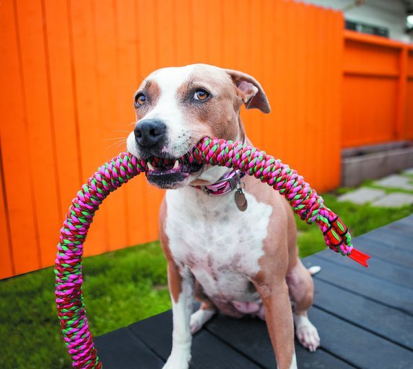 Mammoth snake bite large tug dog toy 42” tug dog toy