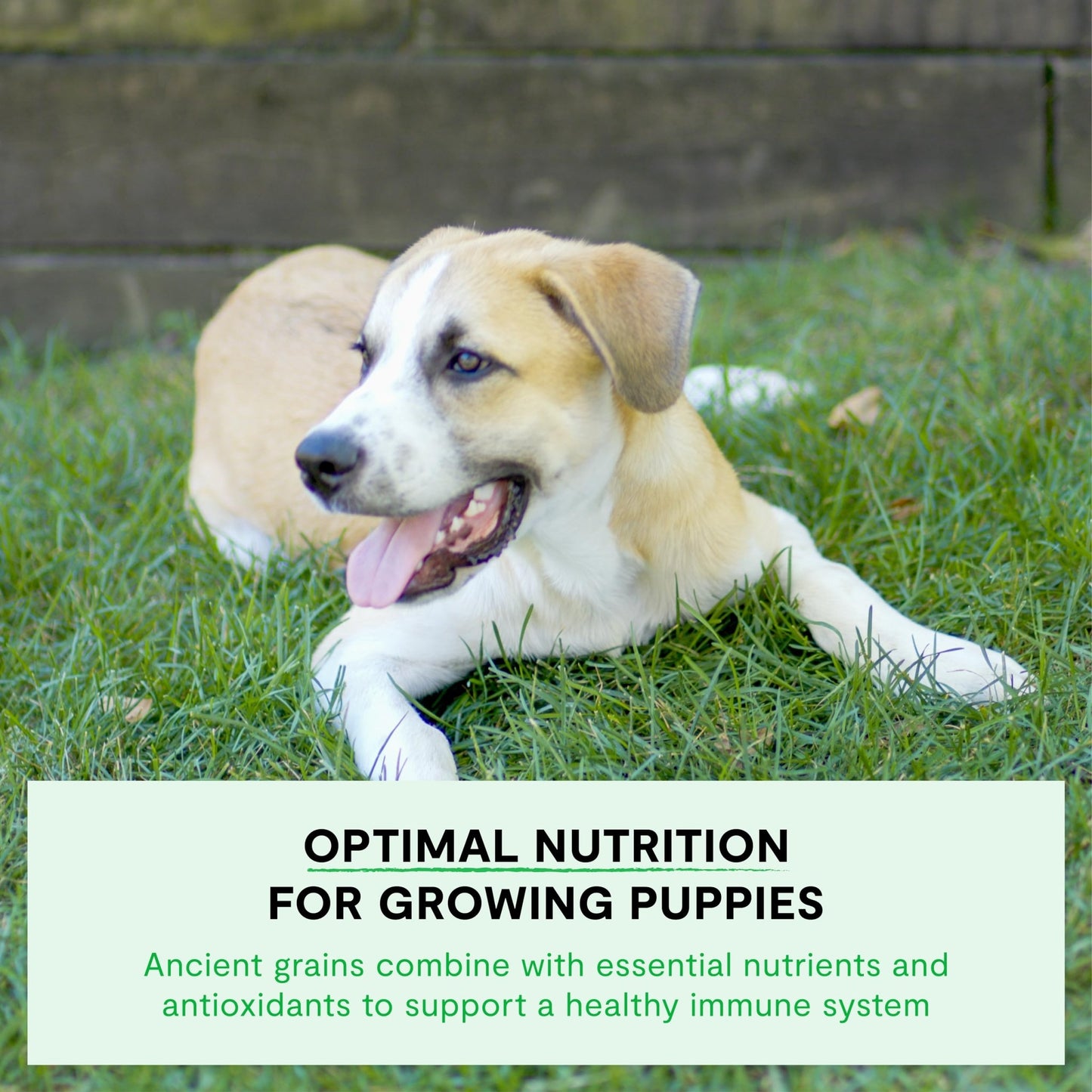 Open Farm, Ancient Grains Dry Dog Food for Puppies, Protein - Rich & Nutrient Dense, 90% Animal Protein Mixed with Non - GMO Fruits, Veggies and Superfoods, Chicken & Salmon Recipe for Puppy, 4lb Bag