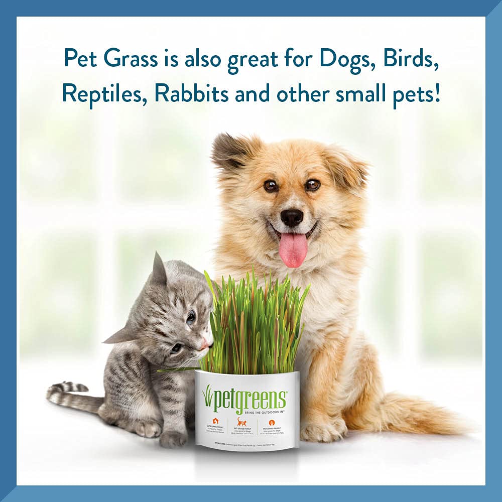 Pet Greens Self - Grow Pet Grass Kit