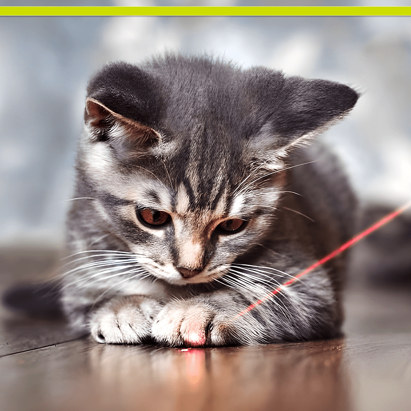 Pet sport laser chase original laser toy for dogs & cats