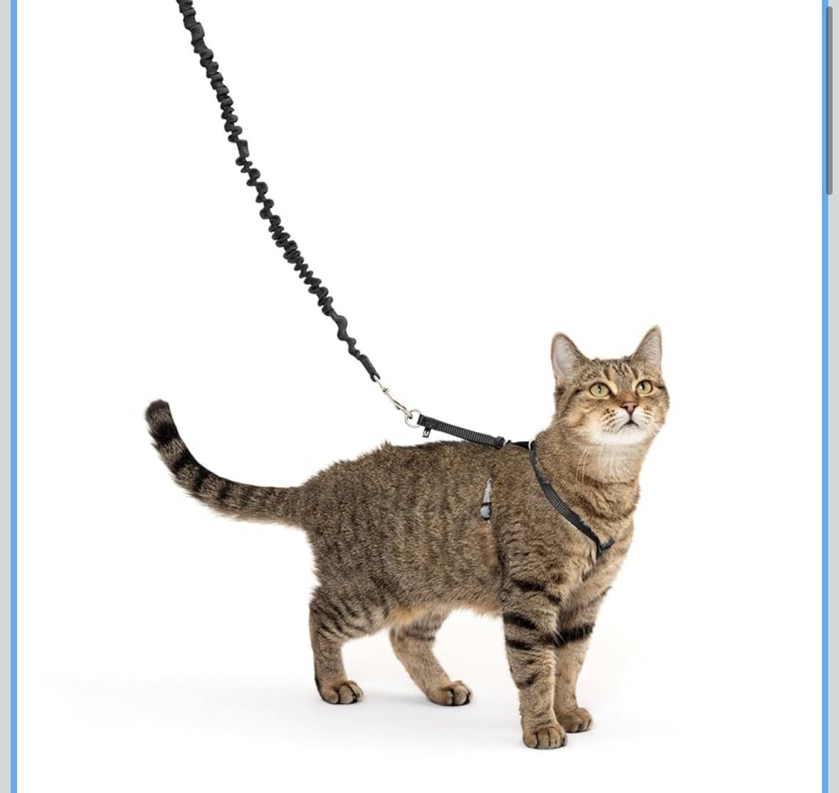 Petsafe come with me kitty harness and bungee leash