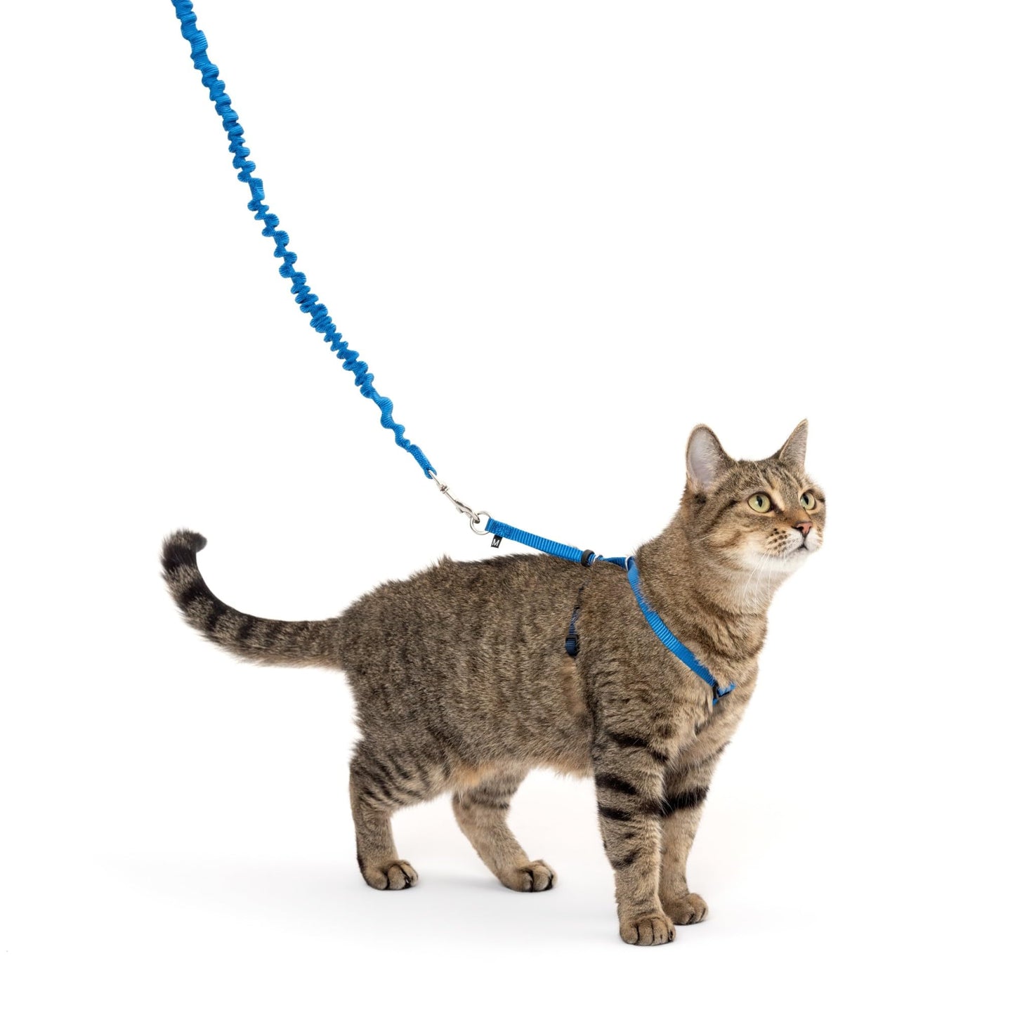 PetSafe Come with Me Kitty Harness and Bungee Leash, Small, Royal Blue