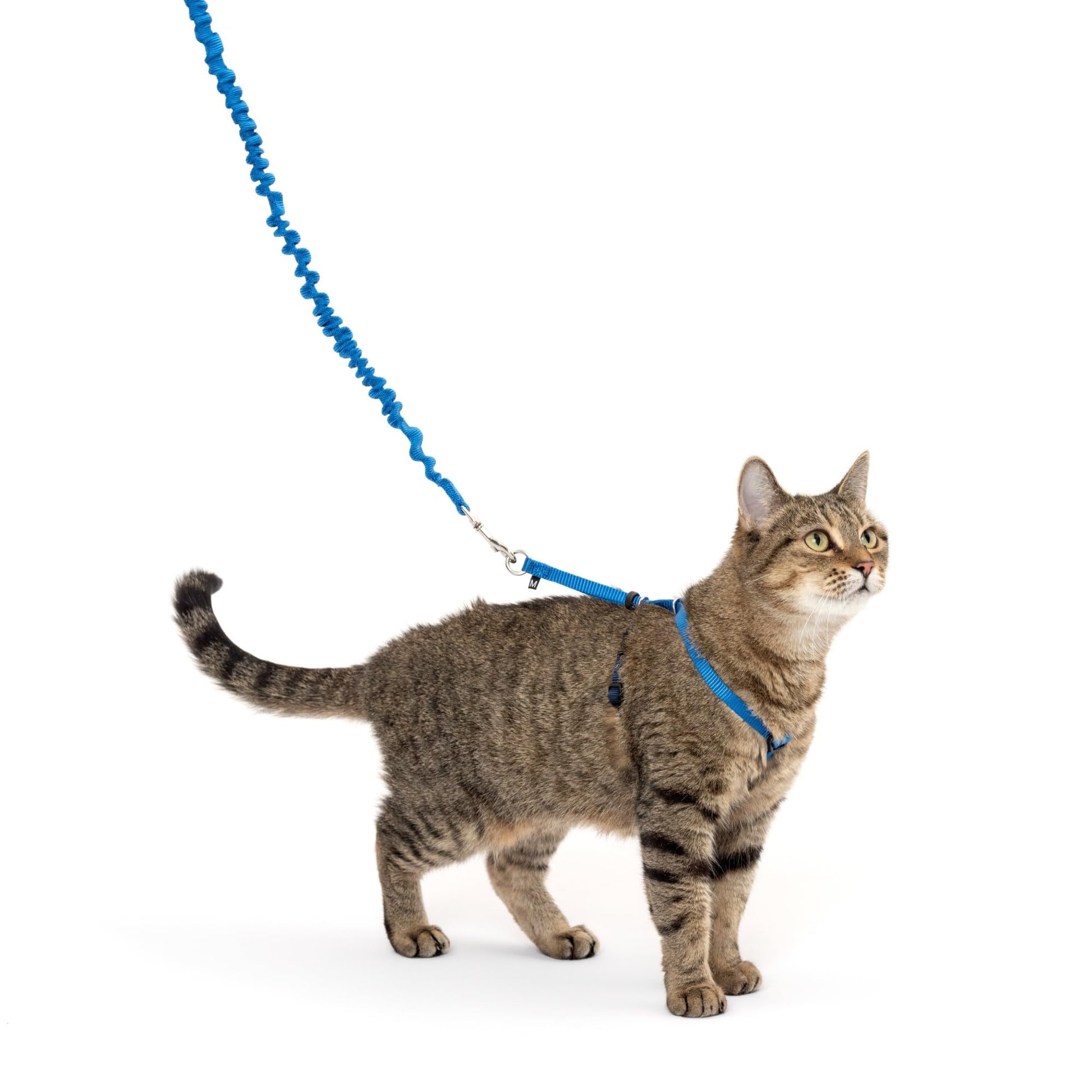 PetSafe Come with Me Kitty Harness and Bungee Leash, Small, Royal Blue