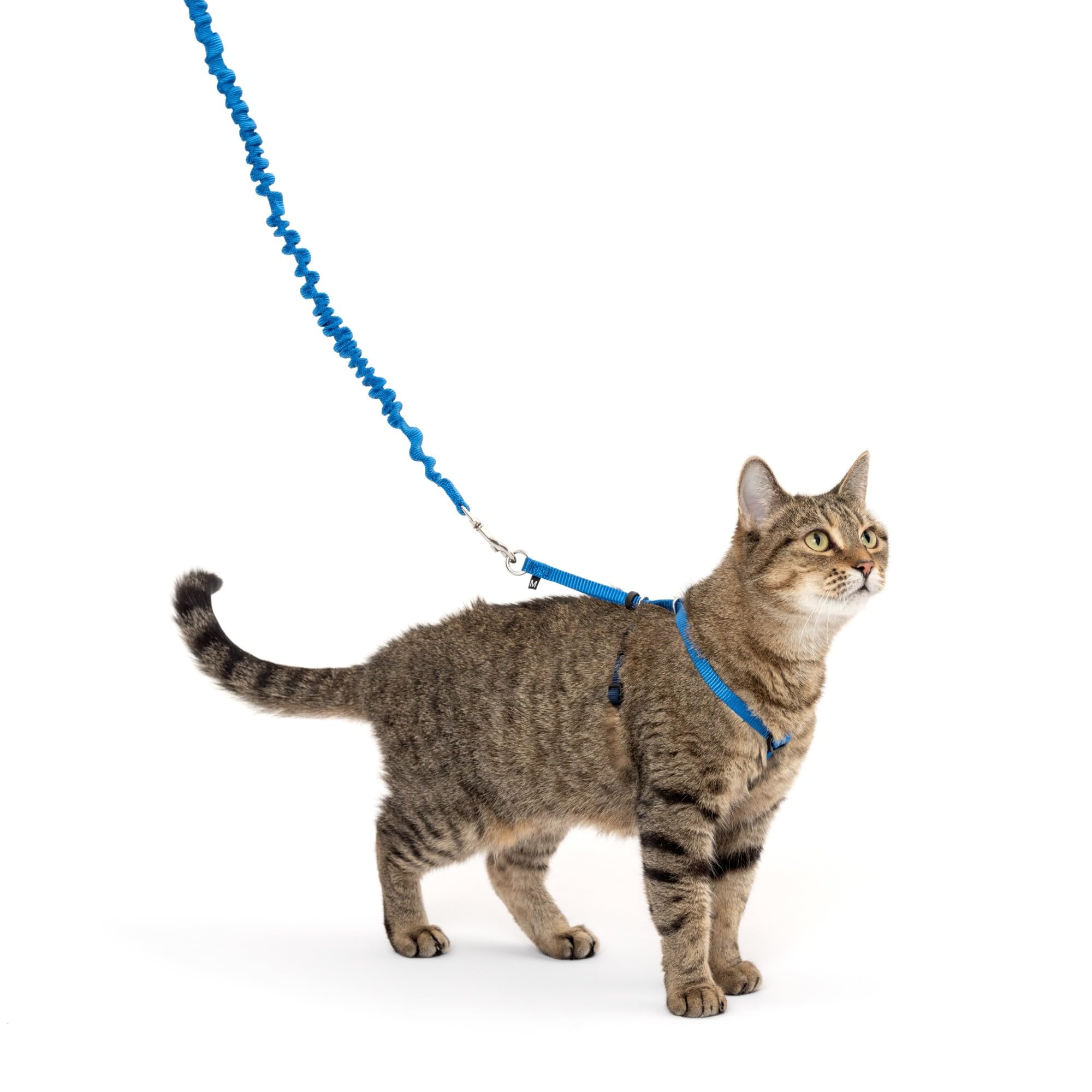 PetSafe Come with Me Kitty Harness and Bungee Leash, Small, Royal Blue