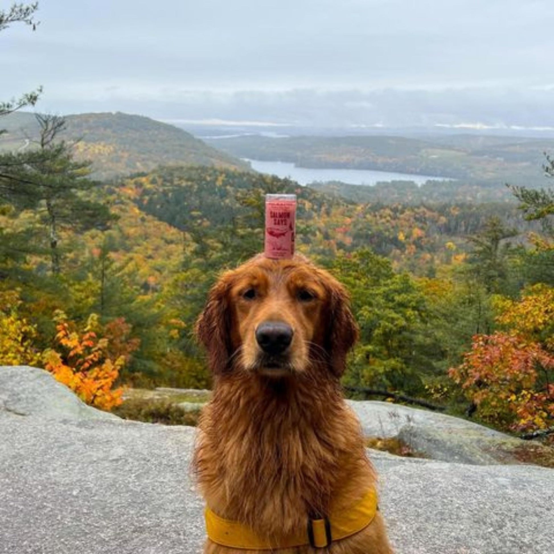 Polkadog Salmon Says Training Bits 2Oz - Omega - 3 Rich, Low Fat Healthy Dog Treat - Digestible, Vitamin & Mineral Packed Dog Snacks - Crunchy 3 - Ingredient Treat, Ideal For Dogs With Allergies