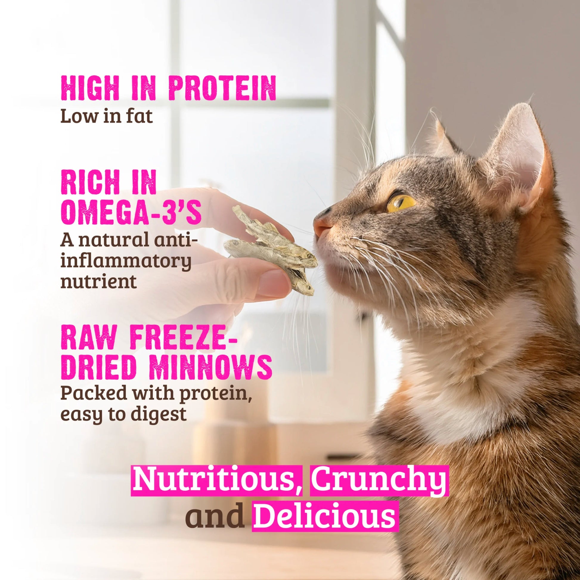 Rawz Raw Freeze Dried Venison Cat Treats - Minnows Cat Treats