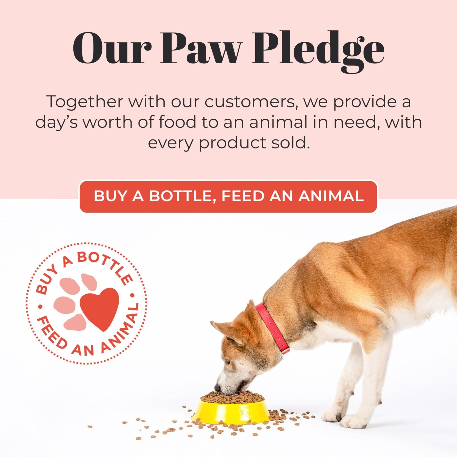 Skout's Honor Probiotic Pet Shampoo & Conditioner with Avocado Oil & Omega - 3s, 97% Natural, Paraben & Sulfate - Free, Cruelty - Free, 16oz, Lavender