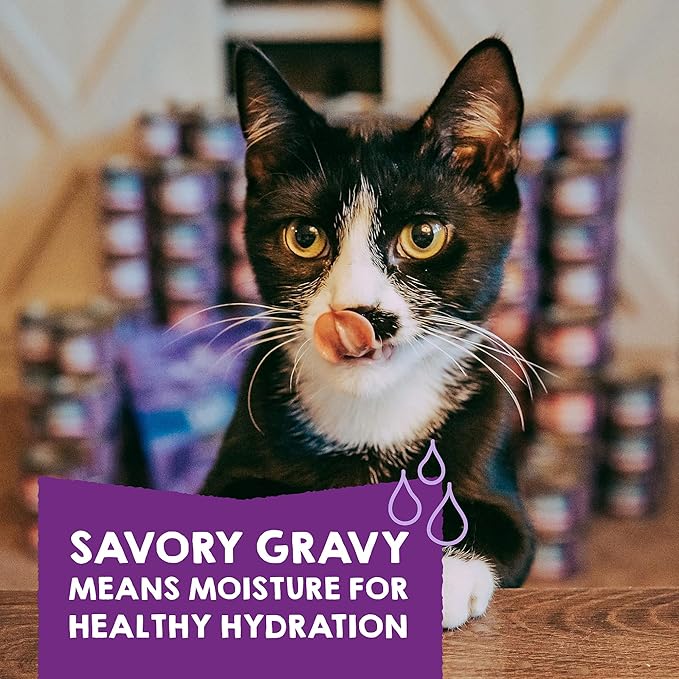 Stella and Chewy’s carnivore cravings canned cat food