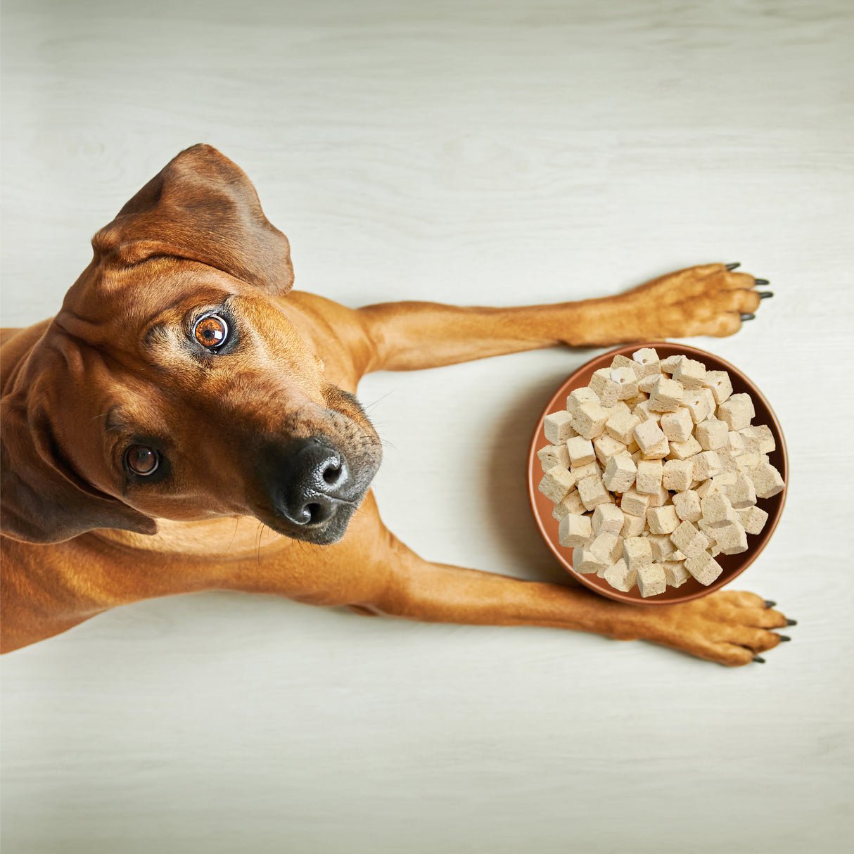 Weruva freeze dried steak frites dinner with sirloin tip,egg, pumpkin and sweet potato fully cooked complete meal for dogs 1oz