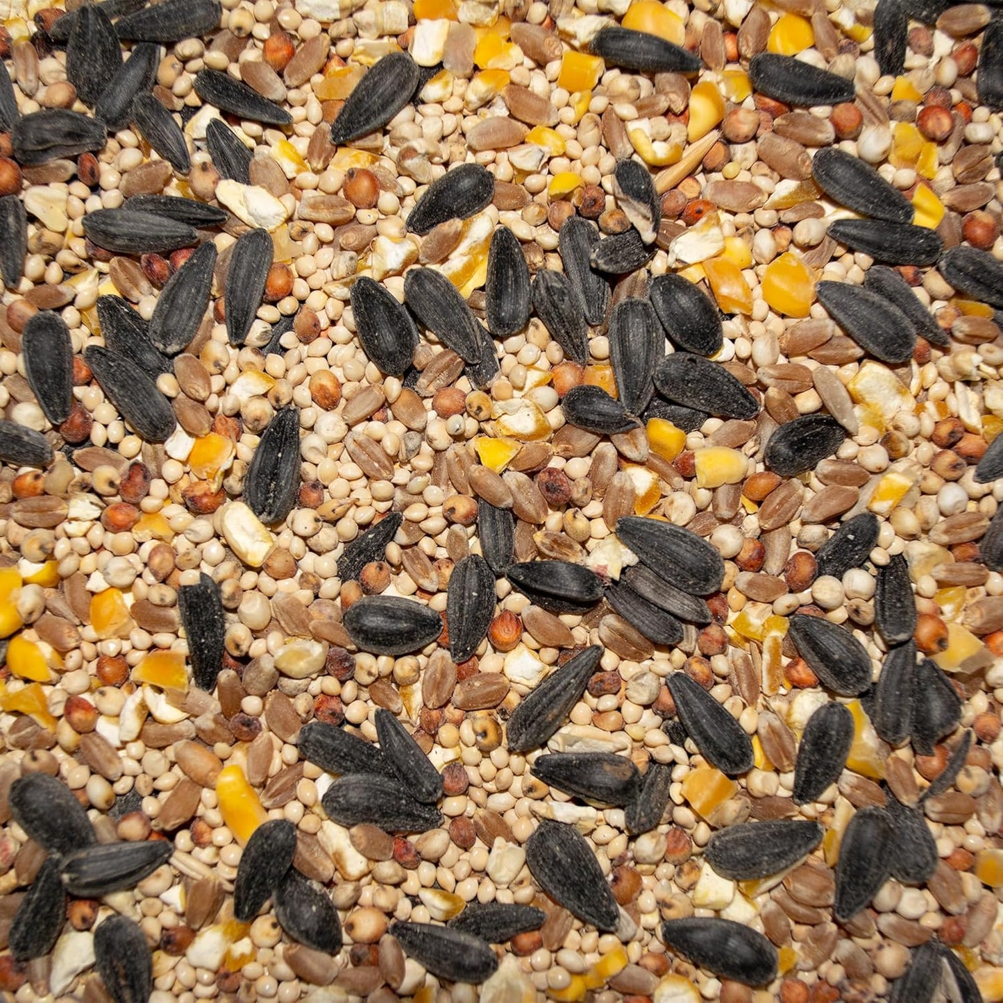 Western delight wild bird 5 lb bird seeds
