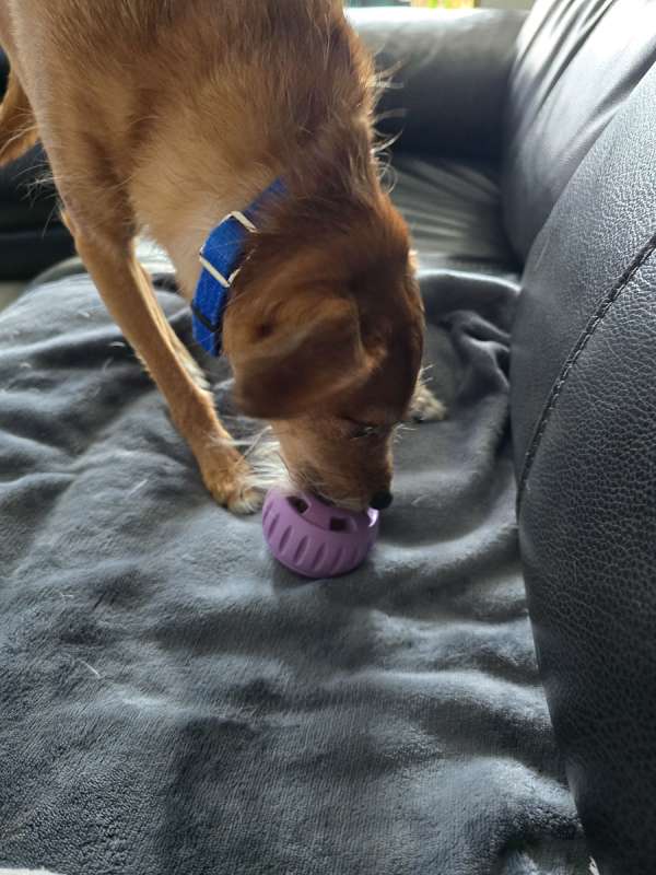 Woof pupsicle L purple