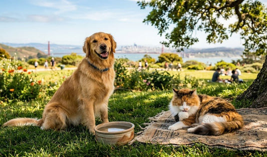 Summer Pet Care Guide 2026 — Keep Your Dog & Cat Safe in San Francisco - Rowdy & Archie Pet Shop