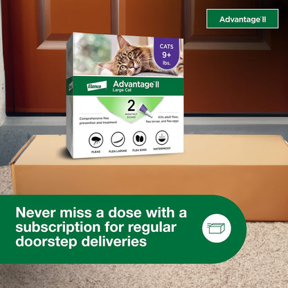 2 pack flea protection advantage large cat