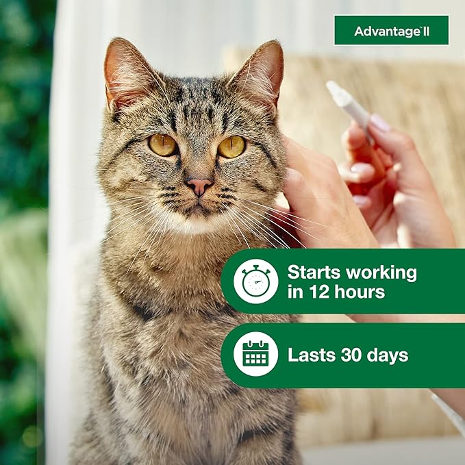 2 pack flea protection advantage large cat