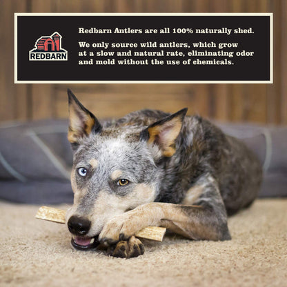 Redbarn Half Deer Antler Large for Dogs