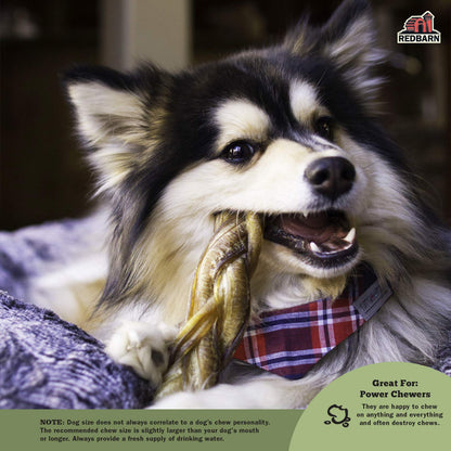 Redbarn 7" Braided Bully Sticks for Dogs. Natural, Highly Palatable, Long-Lasting Dental Chews Sourced from Free-Range, Grass-Fed Cattle (20 Sticks)