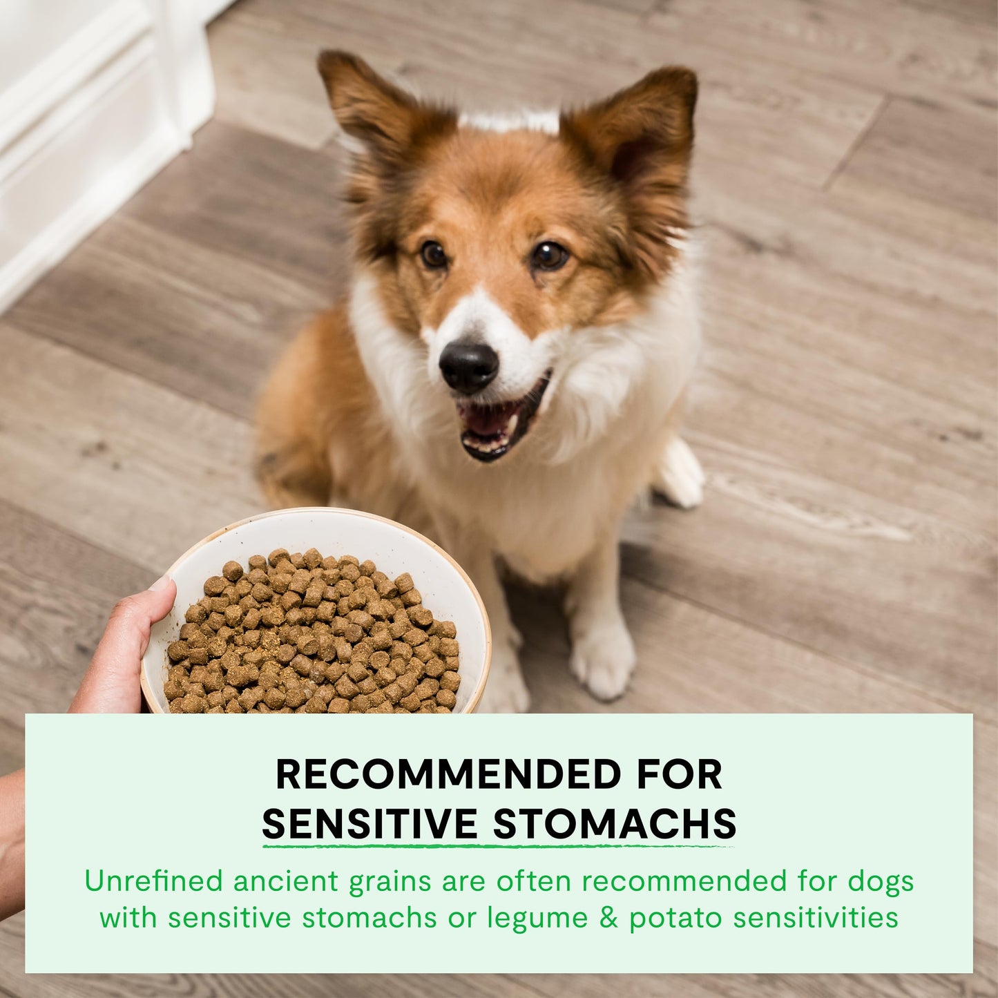 Open Farm, Ancient Grains Dry Dog Food for Puppies, Protein-Rich & Nutrient Dense, 90% Animal Protein Mixed with Non-GMO Fruits, Veggies and Superfoods, Salmon Recipe for Puppy, 4lb Bag