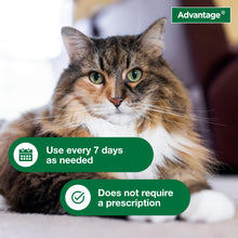 Advantage Cat Flea & Tick Shampoo for Kittens & Adult Cats | Kills Fleas & Ticks | 8 oz.
