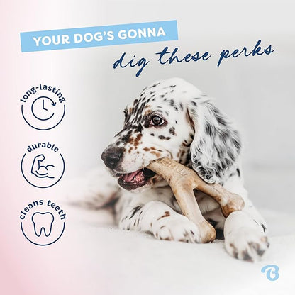 Benebone puppy 2 pack dog bones