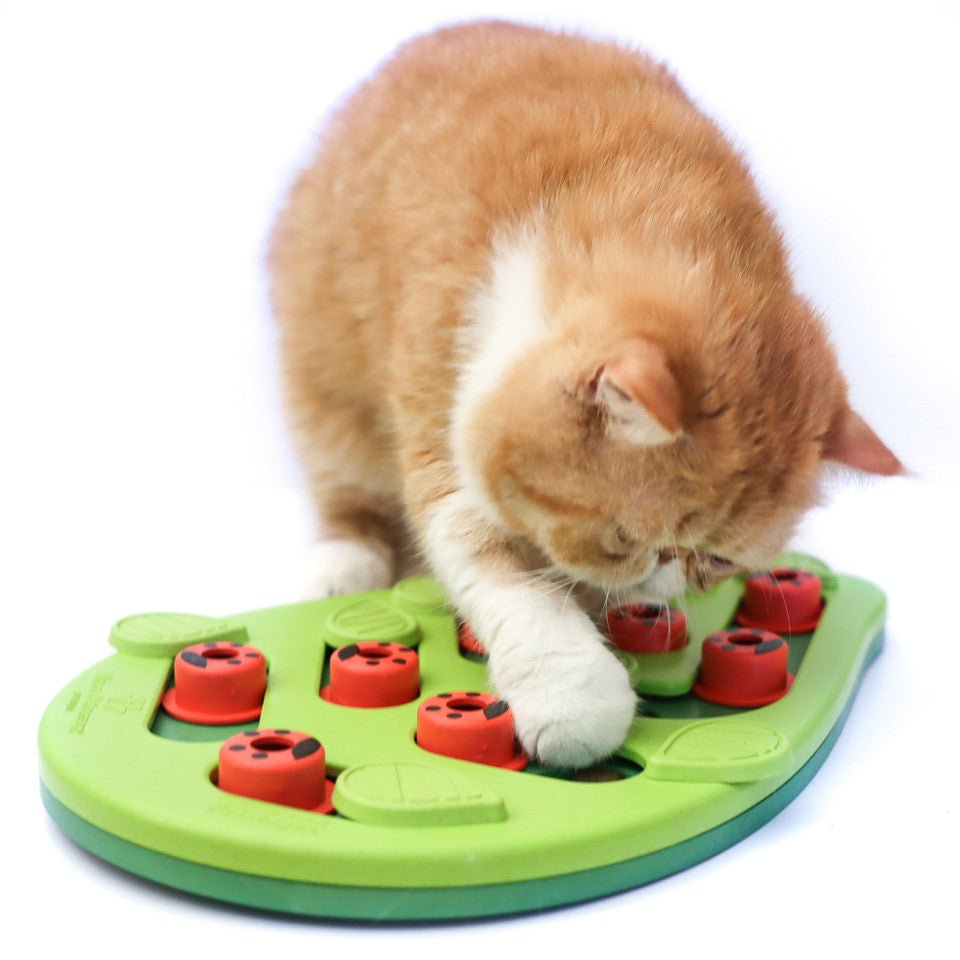 Cat stages buggin out puzzle play interactive food puzzle for curious cats