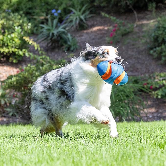 Chuck it giggle fumble fetch