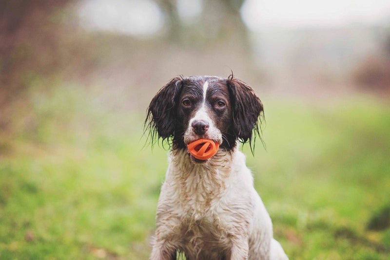 Chuckit Air Fetch Ball Dog Toy, Medium (2.5 Inch Diameter), for dogs 20 - 60 lbs - 029695321412