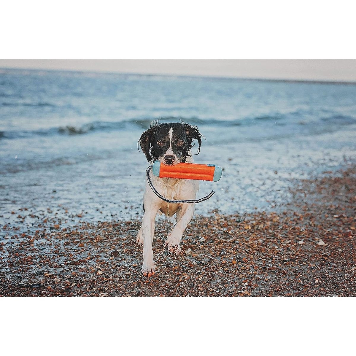 Chuckit! Amphibious Bumper Fetch and Float Dog Toy, Medium (Assorted Colors) - chuckit fetch - 660048183006