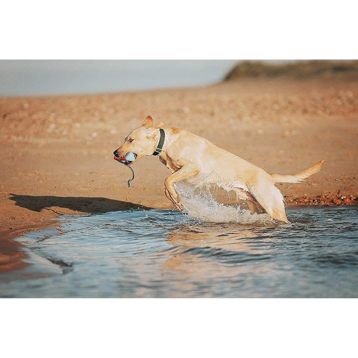 Chuckit! Amphibious Bumper Fetch and Float Dog Toy, Medium (Assorted Colors) - chuckit fetch - 660048183006