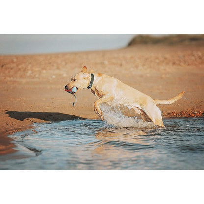 Chuckit! Amphibious Bumper Fetch and Float Dog Toy, Medium (Assorted Colors) - chuckit fetch - 660048183006