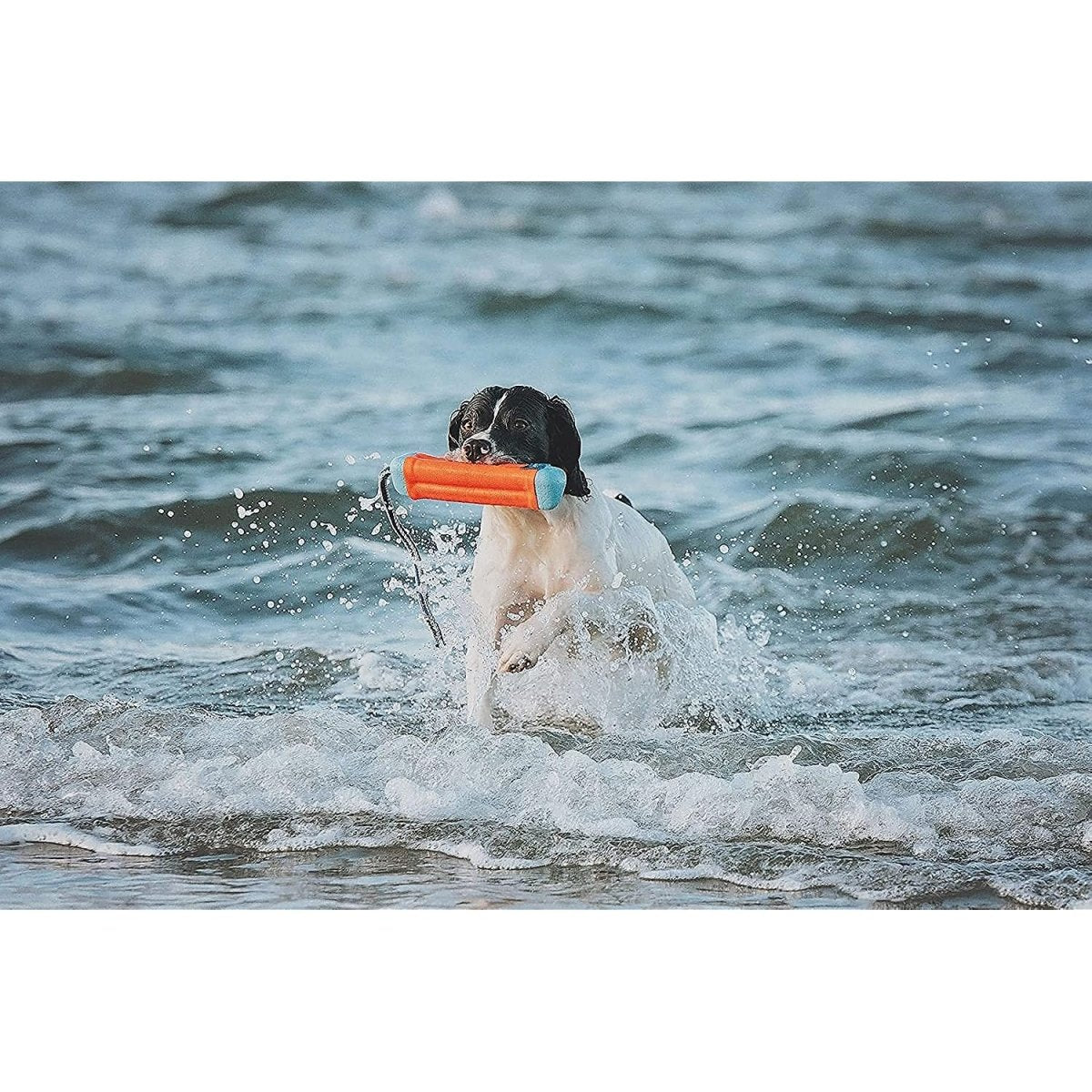 Chuckit! Amphibious Bumper Fetch and Float Dog Toy, Medium (Assorted Colors) - chuckit fetch - 660048183006