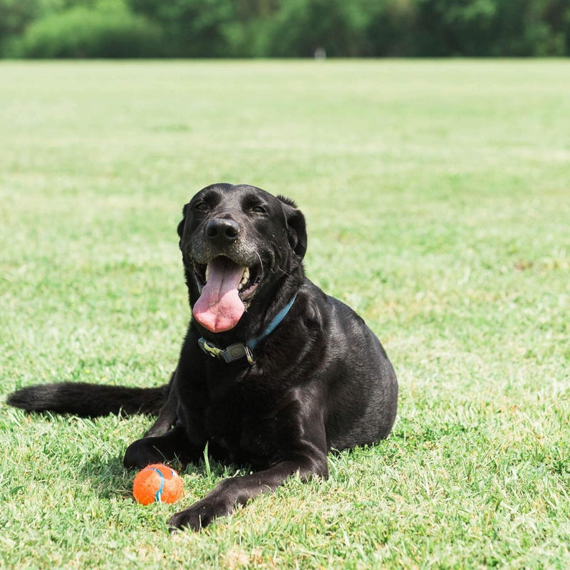 Chuckit Dog Tennis Ball Dog Toy, Small (2 Inch Diameter) for dogs 0 - 20 lbs, Shrink Wrap Pack of 2 - dog ball - 660048001843